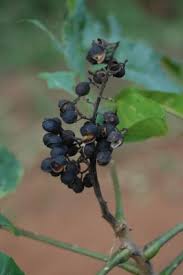 Image result for Afrocarpus usambarensis