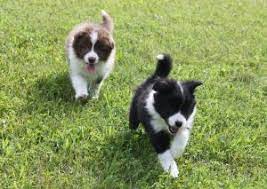 Adopt A Border Collie Puppies For Sale In Ontario Canada Asset Kennels In 2021 Collie Puppies Border Collie Puppies For Sale Puppy Litter