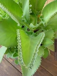 Fabulous Kalanchoe Suarezensis Blue Mambo