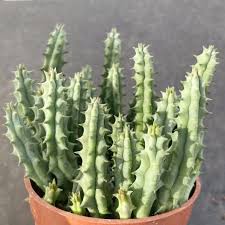 Image result for Huernia