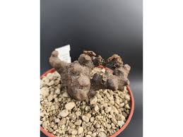 Image result for Euphorbia platyrrhiza