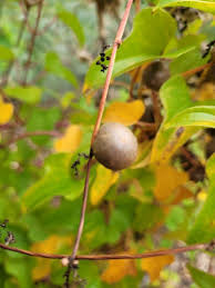 Image result for Dioscorea cotinifolia