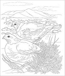 Show your kids a fun way to learn the abcs with alphabet printables they can color. Quail Desert Animals Coloring Page Coloringbay