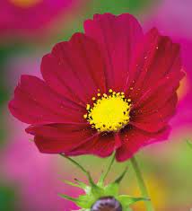 Cosmos Bipinnatus Dazzler Cosmos Flowers Flower Seeds Flower Seedlings