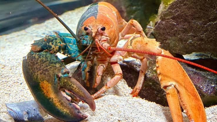 One in 50 million: Oscar the two-coloured lobster lands in N.S. aquarium |  CBC News