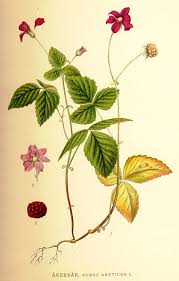 Image result for Rubus kirungensis