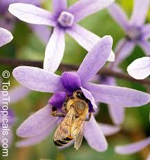 Image result for Petrea volubilis