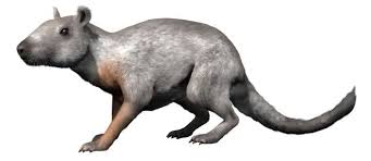 Image result for Aneulophus