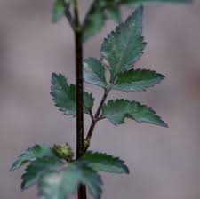 Image result for Bidens biternata