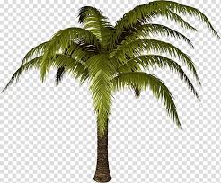 Realistic palm tree leaves shadow isolated on transparent background. Tree Scape Desktop Palm Tree Transparent Background Transparent Background Santa Hat 800x664 Wallpaper Teahub Io