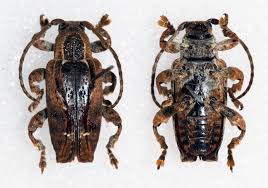 Image result for Bertiera aethiopica