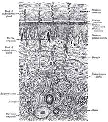 Human skin color ranges in variety from the darkest brown to the lightest hues. Skin Wikipedia