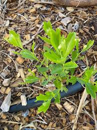 Image result for Dasylepis eggelingii