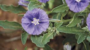 Image result for Datura