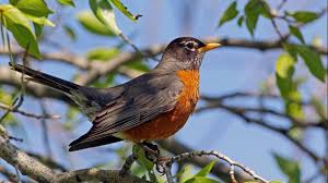 The great backyard bird count uses ebird, one of the world's largest nature databases. Virtual Presentation The Great Backyard Bird Count Tuesday January 19 2021 1 2pm Virtual Presentation The Great Backyard Bird Count January 19 River Cities Reader