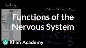 Functions Of The Nervous System Video Khan Academy