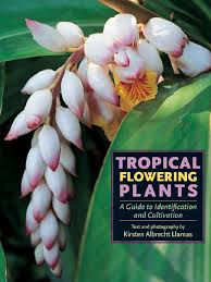 Image result for Dissotis peregrina