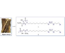 Image result for Illigera