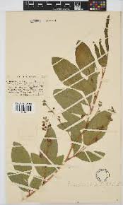 Image result for Neorautanenia mitis