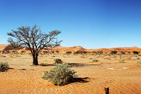 Hasil gambar untuk foto Padang Gurun Namibia