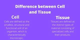 Check spelling or type a new query. Difference Between Cell And Tissue In Tabular Form