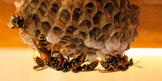 2636 se washington blvd bartlesville, ok 74006. Romex Pest Control Texas Louisiana Oklahoma Mississippi