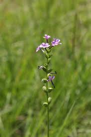 Image result for Buchnera affinis