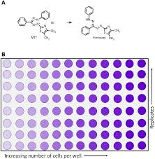 We did not find results for: Mtt Assay Protocol For Cell Viability And Proliferation
