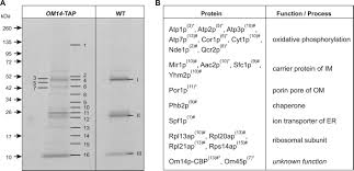 Click again to see term 👆. Saccharomyces Cerevisiae Porin Pore Forms Complexes With Mitochondrial Outer Membrane Proteins Om14p And Om45p Journal Of Biological Chemistry