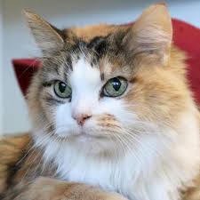 Hi I M Sweetie I M A 10 Year Old Spayed Female Calico Or Dilute Calico Domestic Long Hair Gorgeous Cats Cats And Kittens Animals