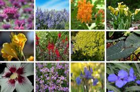 There are even quite a few bog and moisture loving plants that provide. Plants That Grow Well In Wet Soil Flowers Gardening Blooming Secrets