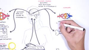 Homeostasis Negative And Positive Feedback Thermoregulation And Lactation Youtube
