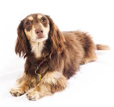 This crochet dog can be a wonderful gift for collectors or those who love dogs. Dachshund Miniature Long Haired Dog Breed Purina