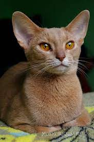 Pin On Captivating Cats
