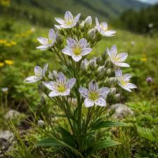 Image result for Swertia fwambensis