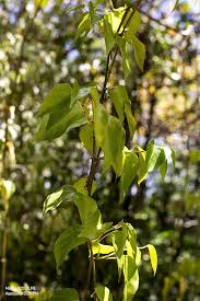 Image result for Cissus faucicola