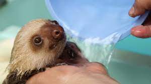 From a scrub to an organic bath made of tea and leaves. How A Sloth Gets A Bath Youtube