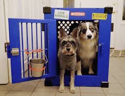 Contact your ups account executive for information about shipping international special bees that are shipped within the traditional wooden crate with wire mesh must be enclosed in a corrugated sleeve. Here Is How I Prepared For A 10 Hour International Flight With 2 Dogs Impact Dog Crates