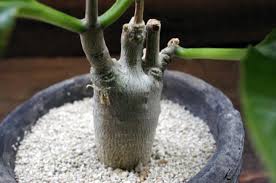 Image result for Fockea multiflora