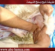بالصور طريقة ذبح وسلخ الذبيحة مدونة أبو حمزة المدني