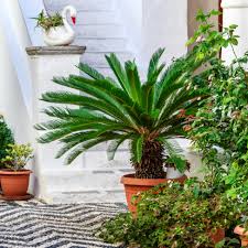 Image result for Synsepalum revolutum