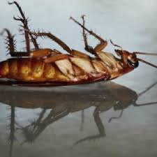 Extermination Coquerelles Blattes Cafards 911 Exterminateur