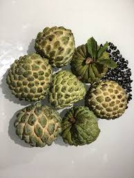 Image result for Annona squamosa