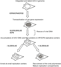 Image result for White 1998 AAV