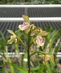 Image result for Oeceoclades maculata