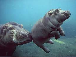 More images for how many pounds does a hippo weigh » Perfectly Pudgy Newborn Hippo Arrives At The San Diego Zoo Smart News Smithsonian Magazine