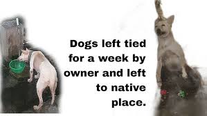 Local teacher dies in accident