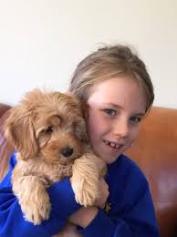 Enter your email address to receive alerts when we have new listings available for labradoodle puppies for free. About Us Doodledogs Australian Cobberdog Labradoodle