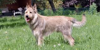 Their coats shed lightly and only need to be groomed once or twice. Berger Picard Dogexpress