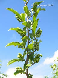 Image result for Antidesma